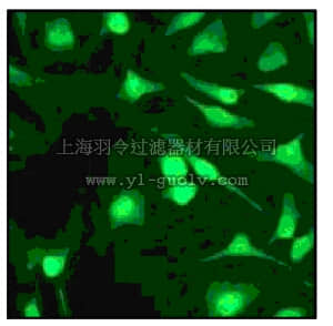 merck millipore,默克密理博,MABE15,Anti-Histone H2B Antibody, clone EP957Y, rabbit monoclonal