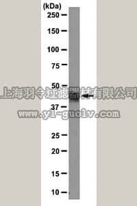 merck millipore,默克密理博,MABE160,Anti-E2F4 Antibody, clone LLF4-2