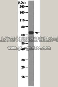 merck millipore,默克密理博,MABE161,Anti-E2F3 clone TFE31 Antibody