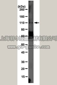 merck millipore,默克密理博,MABE162,Anti-IGHMBP2 Antibody, clone11-24