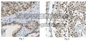 merck millipore,默克密理博,MABE163,Anti-ASF-1 (SF2) Antibody, clone AK96