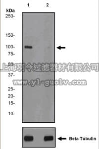 merck millipore,默克密理博,MABE16,Anti-phospho Sir2/SIRT1 (Ser47) Antibody, clone EPR2849Y, rabbit monoclonal