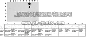 merck millipore,默克密理博,MABE171,Anti-phospho-Histone H2A.X (Thr120) Antibody, clone 11F5.3