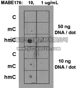 merck millipore,默克密理博,MABE176,Anti-5-hydroxymethylcytosine (5hmC) Antibody, clone AB3/63.3