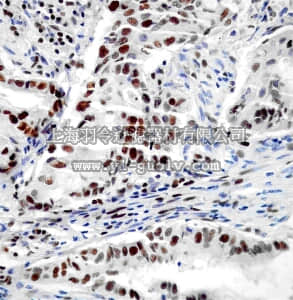merck millipore,默克密理博,MABE188,Anti-MCM7 Antibody, clone EP1974Y, rabbit monoclonal