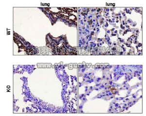 merck millipore,默克密理博,MABE18,Anti-PARP-2 Antibody, clone 4G8
