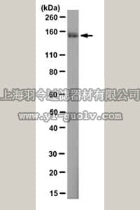 merck millipore,默克密理博,MABE191,Anti-WHSC1/NSD2 Antibody, clone 29D1