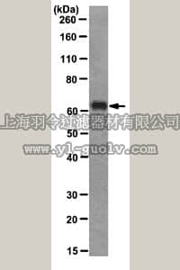 merck millipore,默克密理博,MABE192,Anti-hnRNP-P2 Antibody, clone LHC7.15