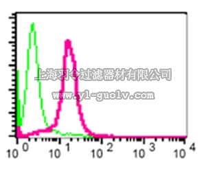 merck millipore,默克密理博,MABE193,Anti-YBOX1/YB-1 Antibody, clone EP2706Y, rabbit monoclonal