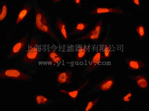merck millipore,默克密理博,MABE194,Anti-WSTF Antibody, clone EP1704Y, rabbit monoclonal