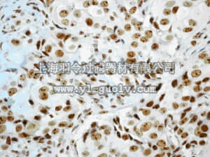 merck millipore,默克密理博,MABE195,Anti-UBF Antibody, clone EP2741Y, rabbit monoclonal