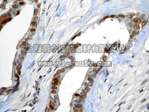 merck millipore,默克密理博,MABE196,Anti-Rb2/p130 Antibody, clone EP2141Y, rabbit monoclonal
