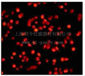 merck millipore,默克密理博,MABE197,Anti-phospho-Retinoblastoma (Thr821) Antibody, clone E231, rabbit monoclonal