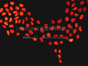 merck millipore,默克密理博,MABE199,Anti-phospho-p53 (Ser33) Antibody, clone EP2393Y, rabbit monoclonal