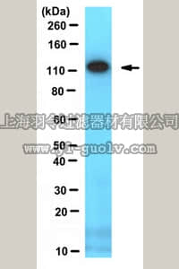merck millipore,默克密理博,MABE203,Anti-hMCM2 Antibody, clone 2-40