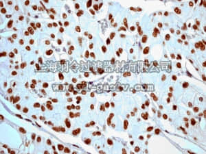 merck millipore,默克密理博,MABE205,Anti-phospho-Histone H2A.X (Ser139) Antibody, clone EP854(2)Y, rabbit monoclonal
