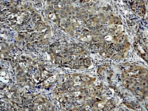 merck millipore,默克密理博,MABE214,Anti-NEDD8 (NT) Antibody, clone Y297, rabbit monoclonal