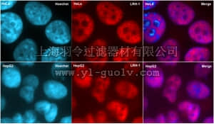 merck millipore,默克密理博,MABE215,Anti-Liver receptor homolog-1 Antibody, clone 1LRH-2E1