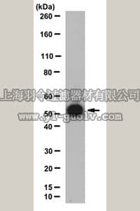 merck millipore,默克密理博,MABE221,Anti-RBBP4 Antibody, clone 6G5.1