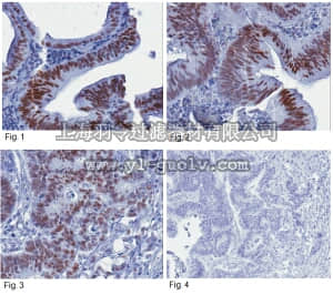 merck millipore,默克密理博,MABE222,Anti-JMJD2A Antibody, clone 8B7.1, rabbit monoclonal