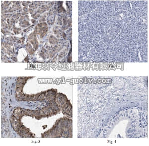 merck millipore,默克密理博,MABE223,Anti-SIRT4 Antibody, clone 4F9.1