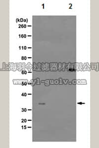 merck millipore,默克密理博,MABE229,Anti-phospho-Cdk1 (Thr14, Tyr15)Antibody, clone CP3.2