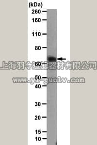 merck millipore,默克密理博,MABE22,Anti-NO66 Antibody, clone 8A7-G10