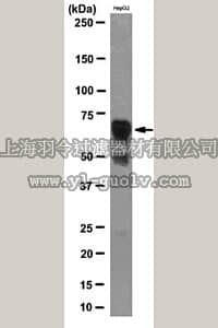 merck millipore,默克密理博,MABE232,Anti-IGF2BP2 Antibody, clone 5E10-3E1