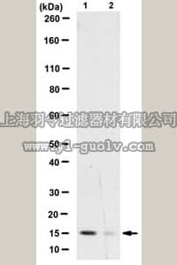 merck millipore,默克密理博,MABE241,Anti-dimethyl-phospho Histone H3 (Lys9/27)/(Ser10/28) Antibody, clone 51TA-2H12