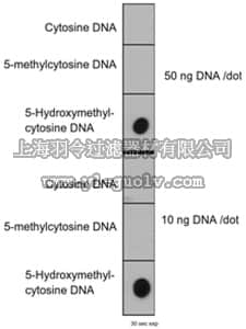 merck millipore,默克密理博,MABE251,Anti-5-hydroxymethylcytosine (5hmC) Antibody, clone HMC 31