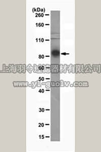merck millipore,默克密理博,MABE253,Anti-Ago2 Antibody, clone 11A9