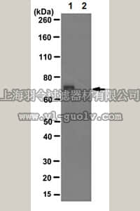 merck millipore,默克密理博,MABE254,Anti-Protein-arginine deiminase 4 Antibody, clone 10F1