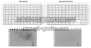 merck millipore,默克密理博,MABE263,Anti-unmethylated-Histone H3 (Lys9) Antibody, clone 9B1-2G6