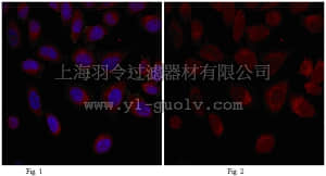 merck millipore,默克密理博,MABE269,Anti-Musashi-2 Antibody