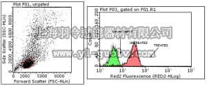 merck millipore,默克密理博,MABE270,Anti-phospho STAT6 (Tyr641) Antibody, clone 19E2.1