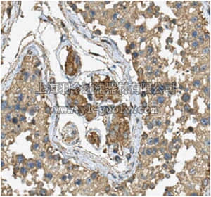 merck millipore,默克密理博,MABE279,Anti-SETD4 Antibody, clone 7B5.1