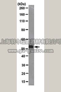 merck millipore,默克密理博,MABE282,Anti-c-Myc Antibody, clone 9E10