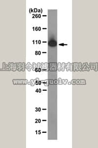 merck millipore,默克密理博,MABE284,Anti-MSH2 Antibody, clone FE11