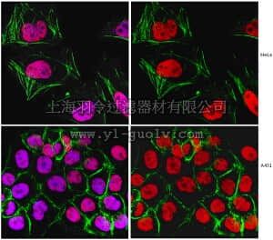 merck millipore,默克密理博,MABE285,Anti-Replication Protein A Antibody, clone RPA34-20