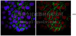 merck millipore,默克密理博,MABE286,Anti-Replication Protein A Antibody, clone RPA34-19