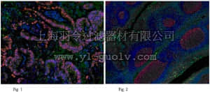 merck millipore,默克密理博,MABE288,Anti-PCNA Antibody, clone PC10