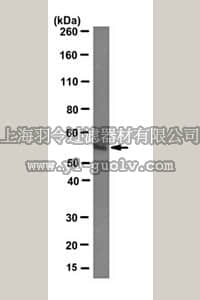 merck millipore,默克密理博,MABE290,Anti-Estrogen Receptor β Antibody, clone 9.88