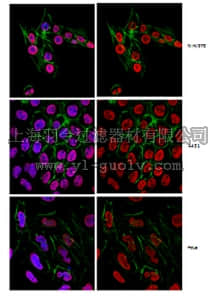 merck millipore,默克密理博,MABE302,Anti-2,2,7-Trimethylguanosine Antibody, clone K121