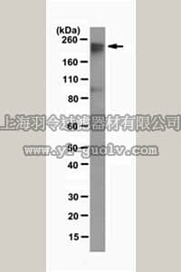 merck millipore,默克密理博,MABE306,Anti-Dnmt1 Antibody, clone DNM-2C1