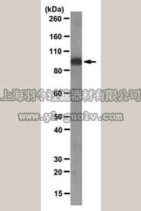 merck millipore,默克密理博,MABE308,Anti-ICBP90/UHRF1 Antibody, clone 1RC1C-10