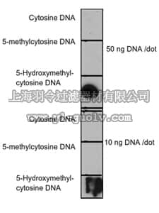 merck millipore,默克密理博,MABE317,Anti-5-Hydroxymethylcytosine (5hmC) Antibody, clone HMC-MA01