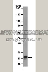 merck millipore,默克密理博,MABE325,Anti-p21WAF1 Antibody, clone EA10