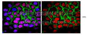 merck millipore,默克密理博,MABE327,Anti-p53 (pantropic) Antibody, clone DO-1