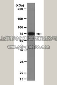 merck millipore,默克密理博,MABE328,Anti-MeCP2 Antibody, clone 4H7