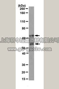 merck millipore,默克密理博,MABE329,Anti-c-Fos Antibody, clone 2G9C3